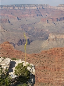 Grand Canyon NP